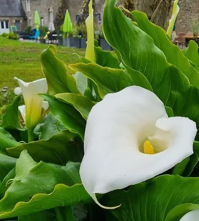 Le Relais De La Comté 4* Portbail