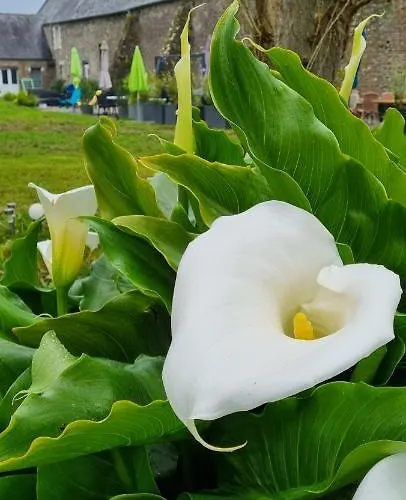 Le Relais De La Comté 4* Portbail